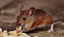 24 Hour & Emergency Exterminators in Norbeck, SD